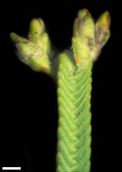 Veronica tetrasticha. Immature lateral infructescence. Scale = 1 mm.
 Image: W.M. Malcolm © Te Papa CC-BY-NC 3.0 NZ